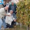 kutjevo-berba2011-11.jpg