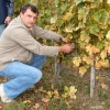 kutjevo-berba2011-12.jpg