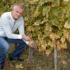 kutjevo-berba2011-14.jpg