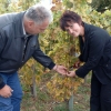 kutjevo-berba2011-15.jpg