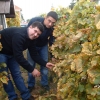 kutjevo-berba2011-5.jpg