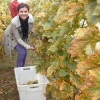 kutjevo-berba2011-6.jpg