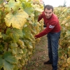kutjevo-berba2011-7.jpg