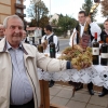 kutjevo-berba2011-9.jpg