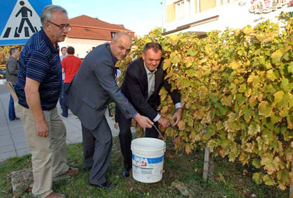 Tradicionalna berba grožđa 2013.