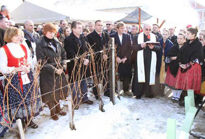Kutjevačko Vincelovo 2013.