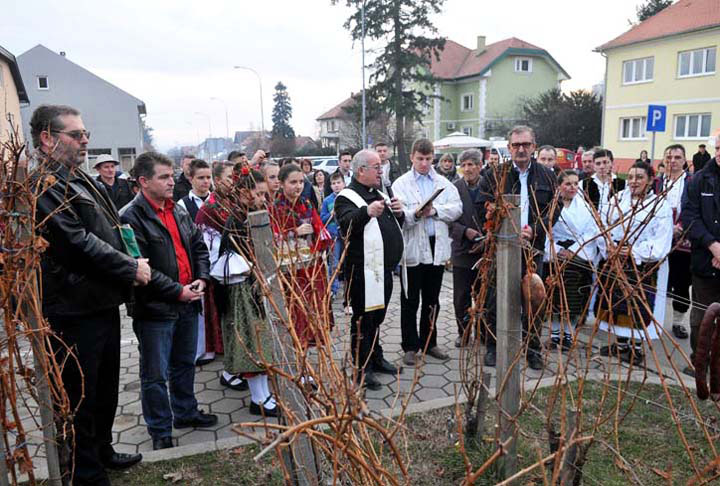 Kutjevačko Vincelovo 2014.