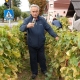 Tradicionalna berba grožđa na Trgu graševine 2012.
