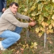 Tradicionalna berba grožđa na Trgu graševine u Kutjevu 2011.