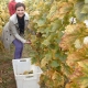 Tradicionalna berba grožđa na Trgu graševine u Kutjevu 2011.