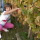 Tradicionalna berba grožđa 2013.