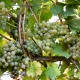 Članovi udruge “Kutjevački vinari” obilježili završetak vinogradarske godine