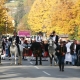 Kutjevačko Martinje 2012.