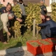 Održana tradicionalna berba grožđa na Trgu graševine u Kutjevu