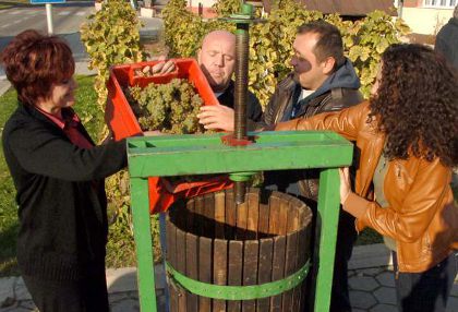Održana tradicionalna berba grožđa na Trgu graševine u Kutjevu